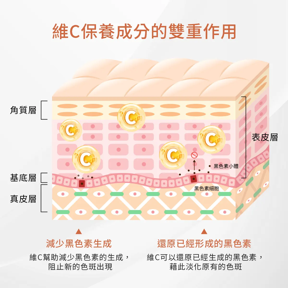 維C為什麼能亮白肌膚？揭秘背後的科學原理－圖3